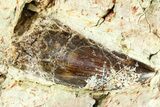 Carcharodontosaurus Tooth In Rock - Dekkar Formation, Morocco #299149-1